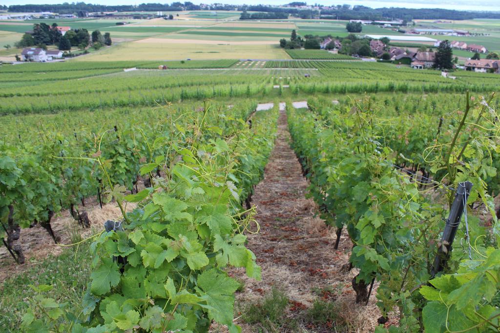 Bed and Breakfast Au Coeur Du Vignoble Sur Bursins Zewnętrze zdjęcie