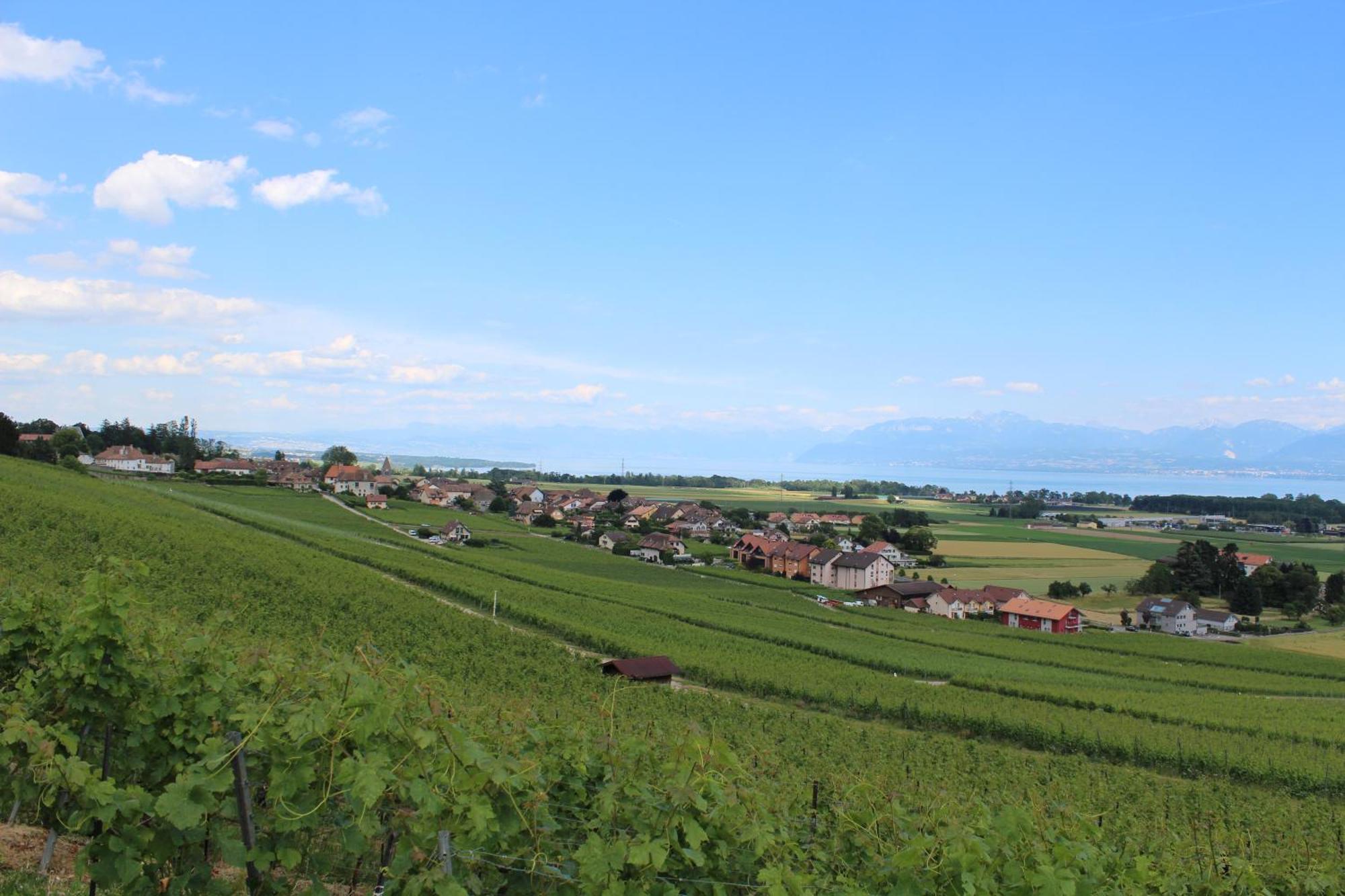 Bed and Breakfast Au Coeur Du Vignoble Sur Bursins Zewnętrze zdjęcie